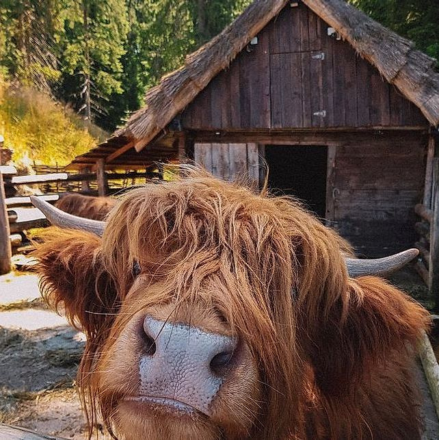 Prize bull portrait