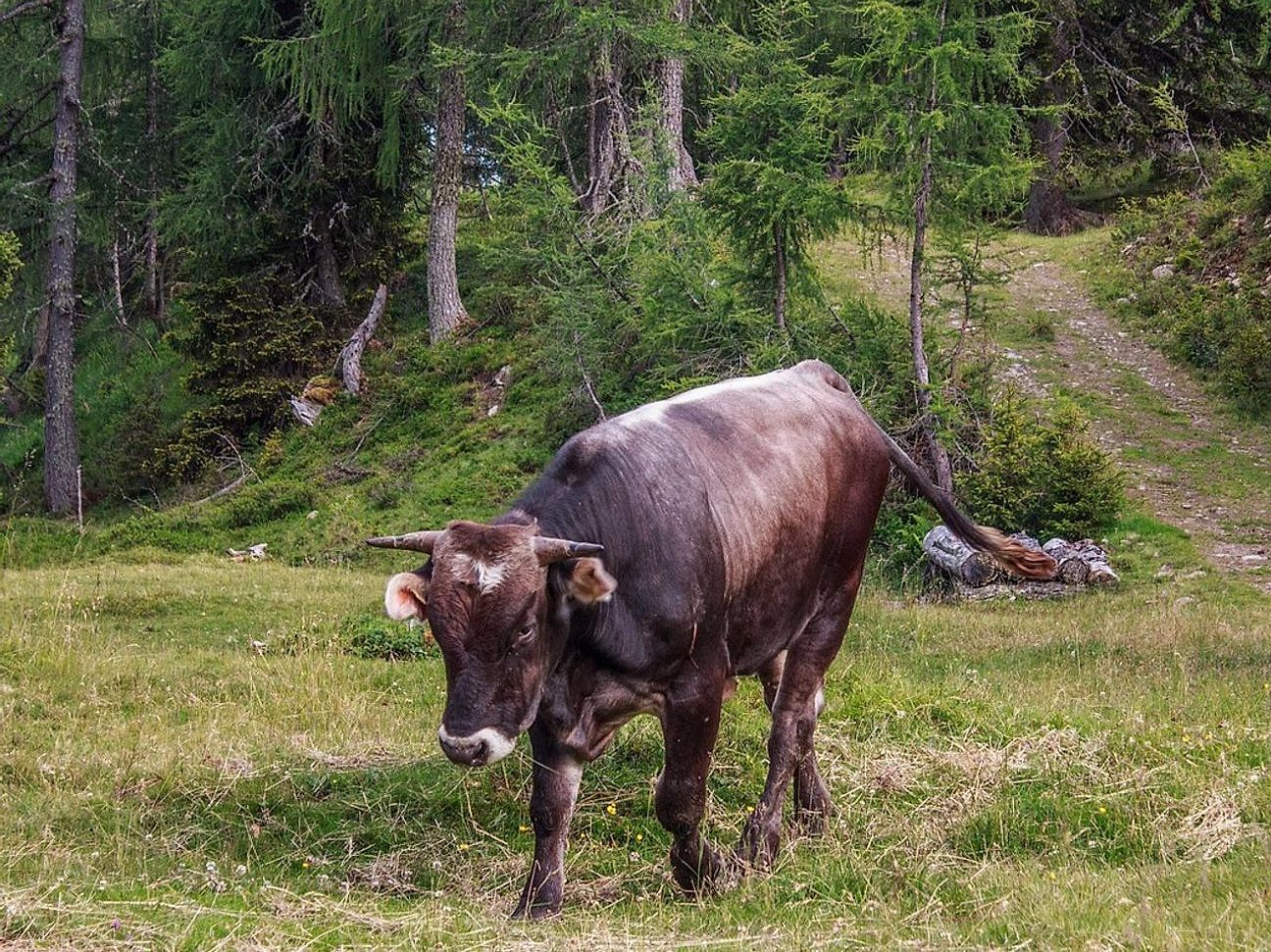 Rotational grazing zone with fresh straw bedding