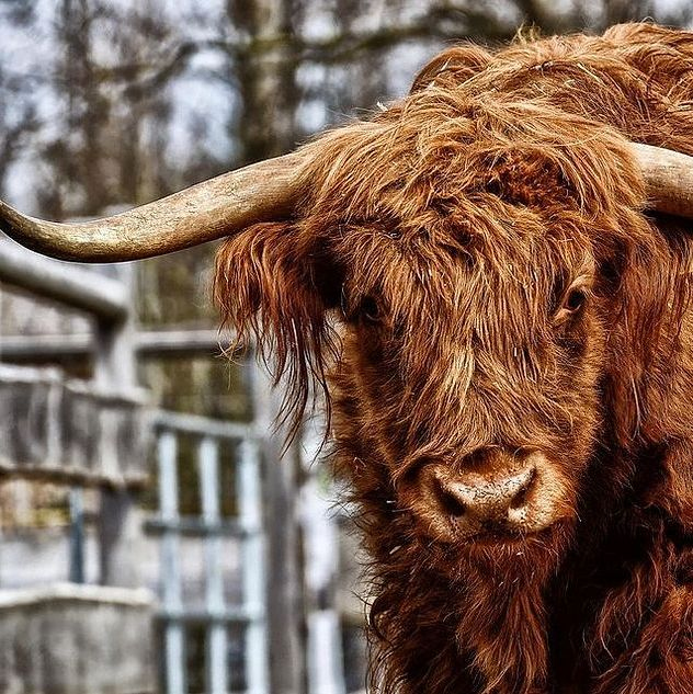 Prize bull portrait
