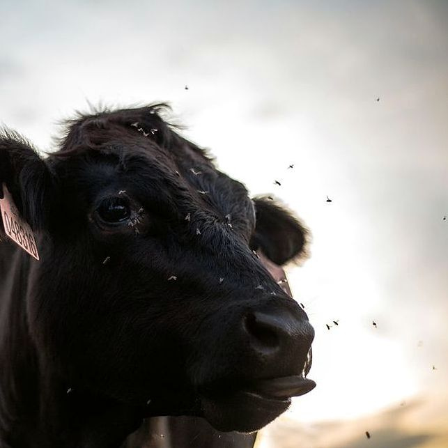 Prize bull portrait