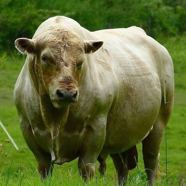 Prize bull portrait