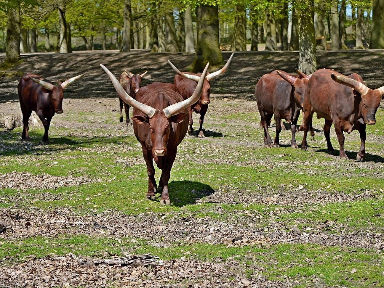 Cattle loading area near the barn