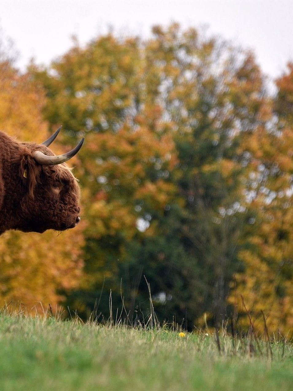 Portrait of the farmer after checking on the bulls